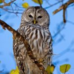 Owls and Larks